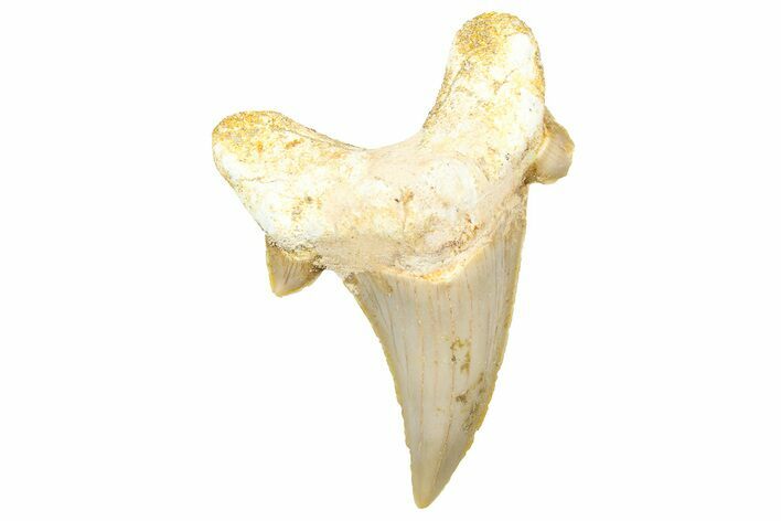 Fossil Shark Tooth (Otodus) - Morocco #353507